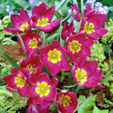 Hectarul - Ladita 1650 bulbi de lalea SPECIE TULIPA Humilis Odalisque